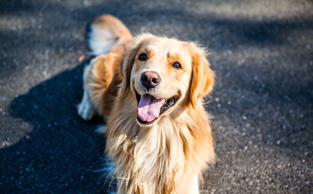 golden retriever, dog, pets-1059490.jpg
