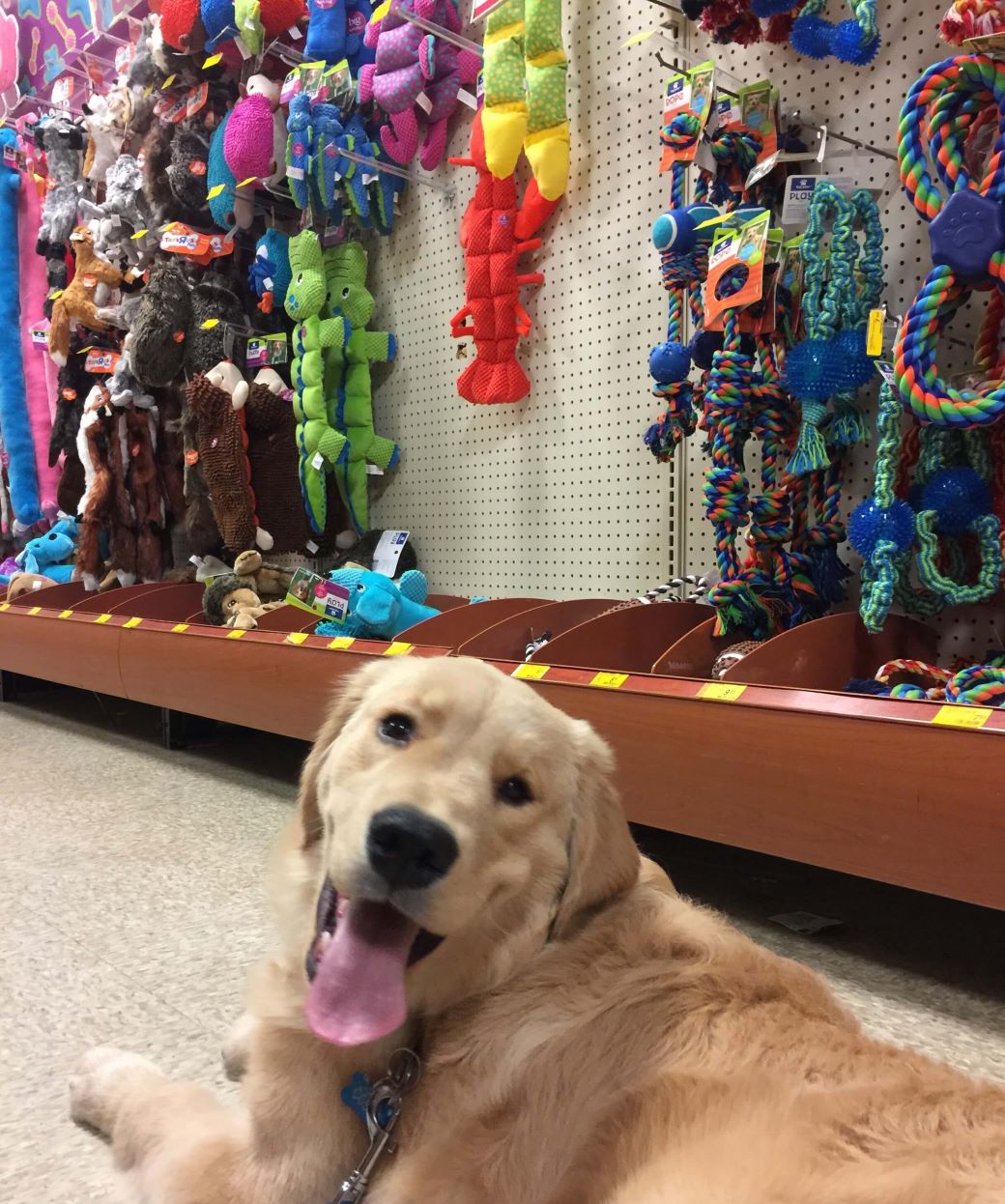 Products for Your Golden Retriever Golden Retriever Blog