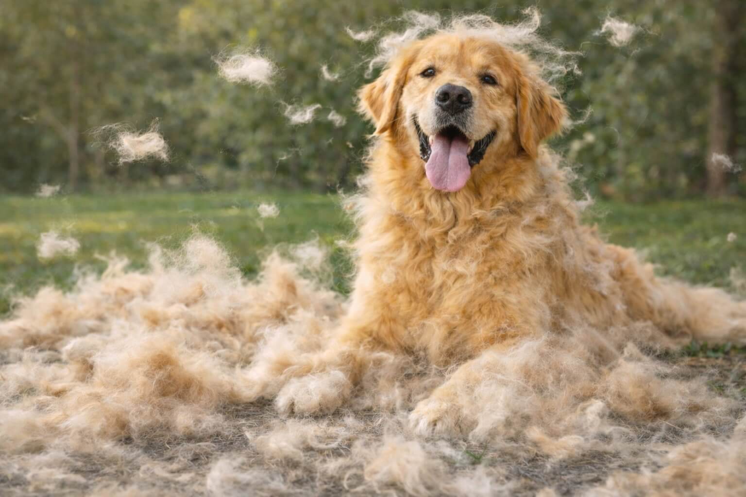 Golden Retriever surrounded by loose fur during heavy shedding season outdoors
