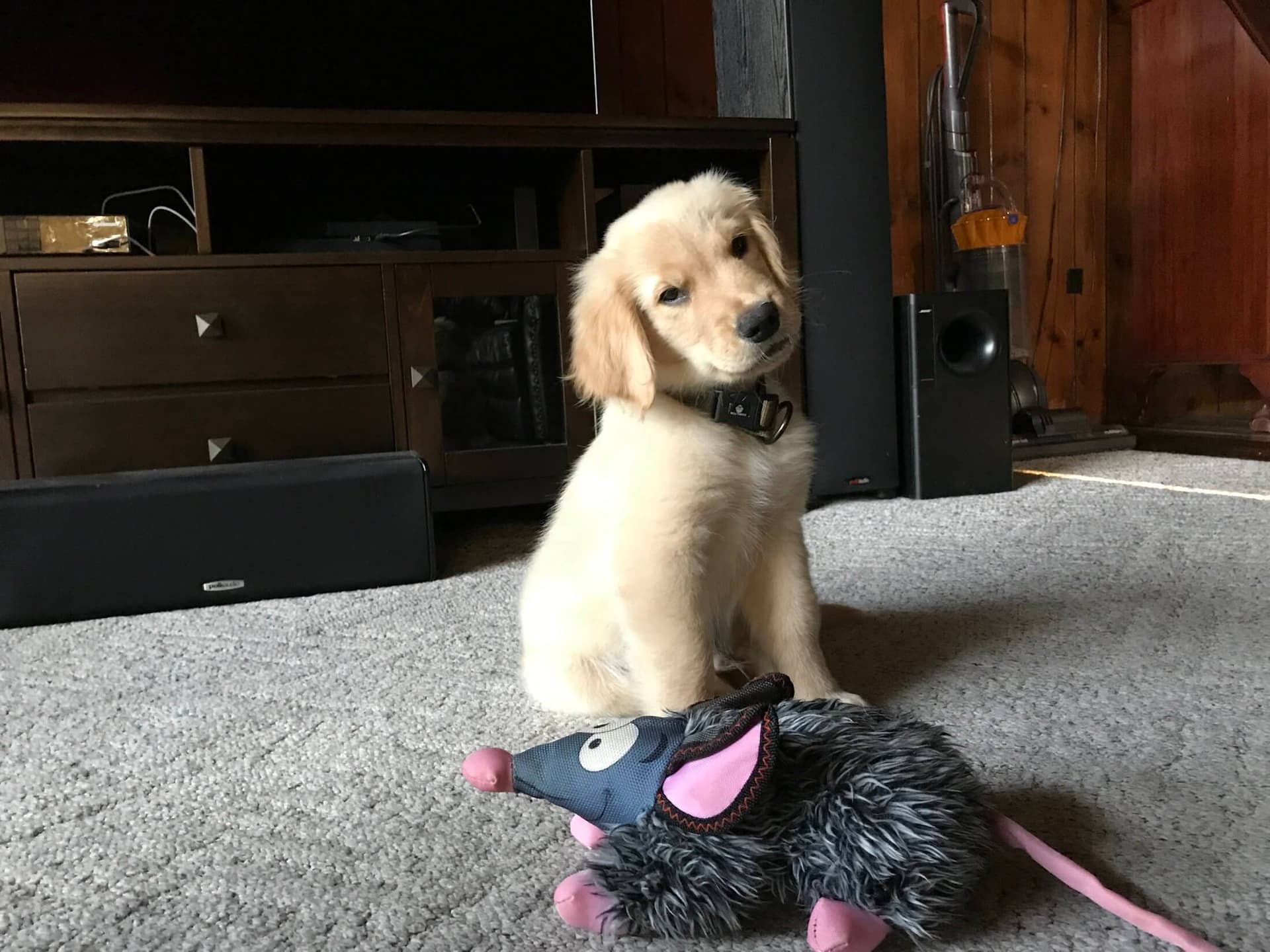 Golden Retriever puppy with adorable head tilt and curious expression
