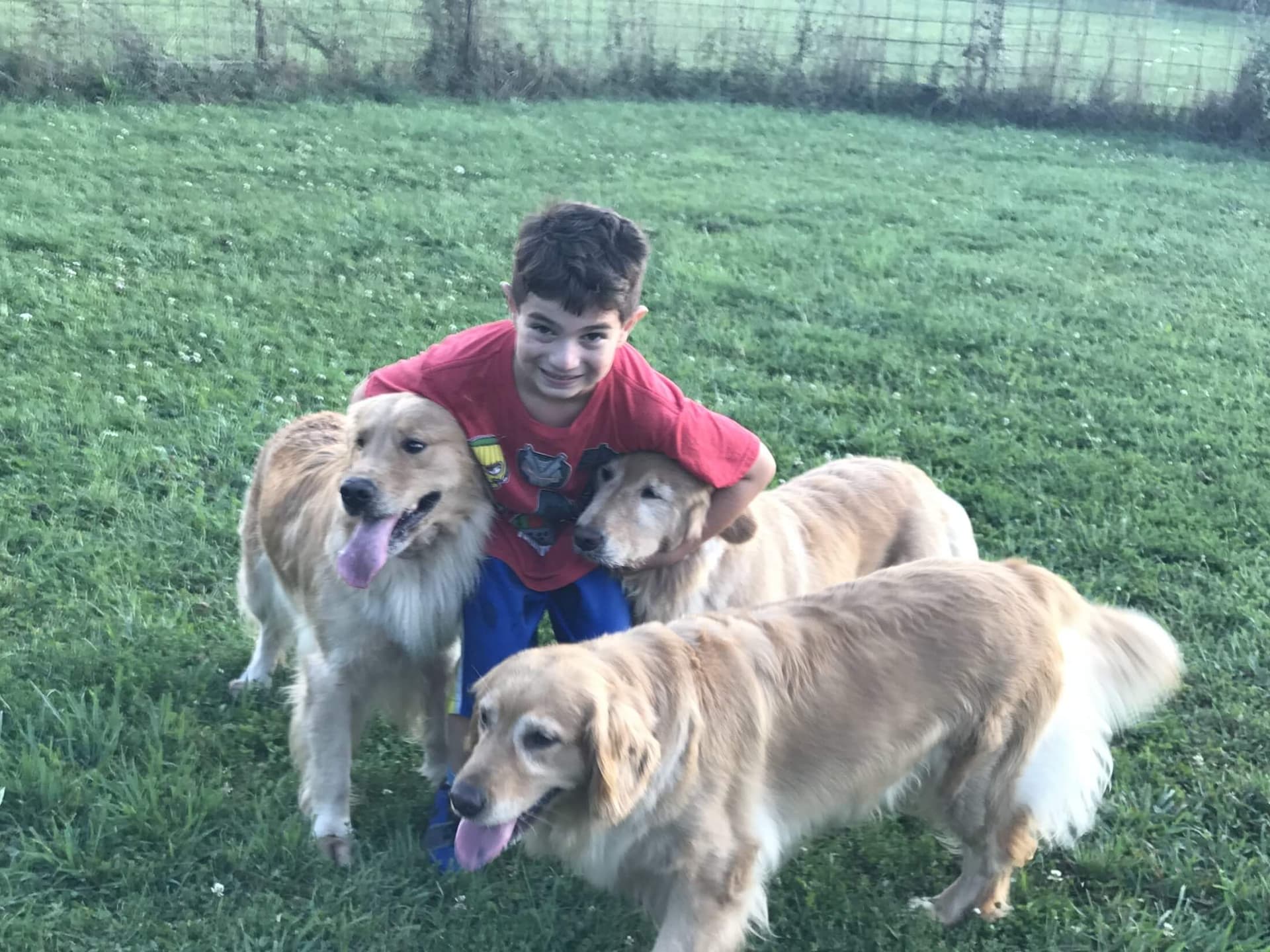 Three Golden Retrievers