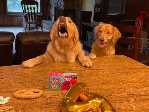 Golden Retriever looking guilty after counter-surfing — the chicken cutlet heist