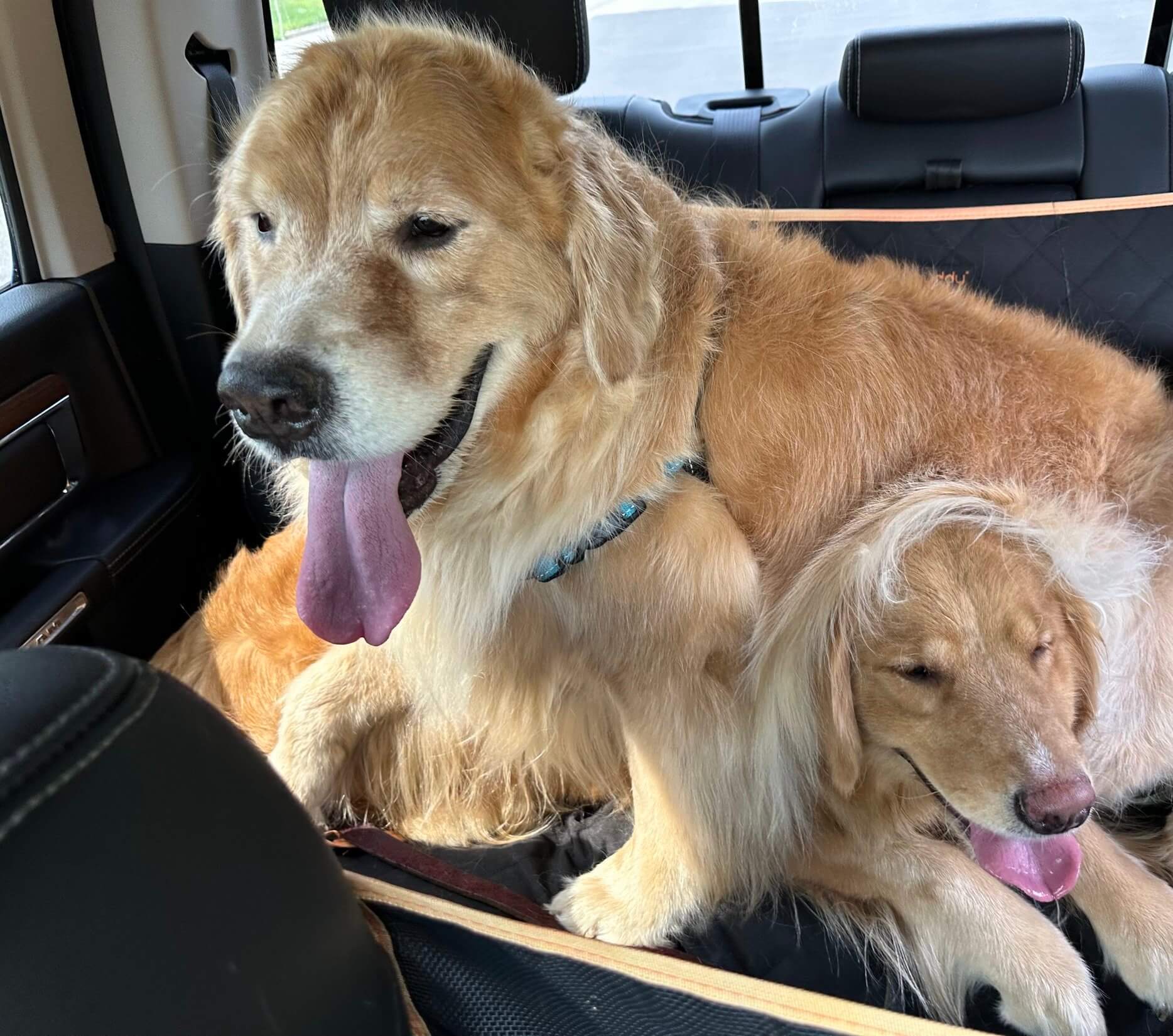 Golden Retriever shedding fur everywhere – hilarious struggle every owner knows