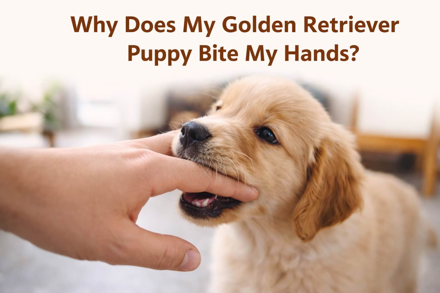 Golden Retriever puppy gently biting a person's hand during indoor play showing normal mouthing behavior