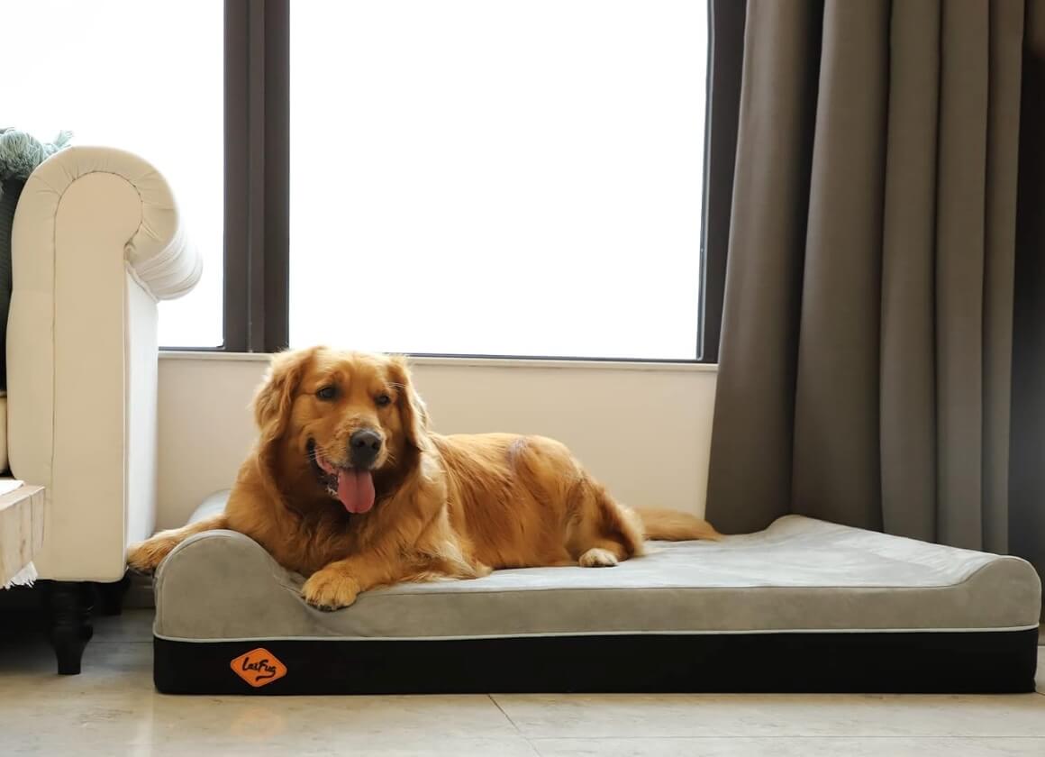 Golden Retriever lying comfortably on an orthopedic memory foam dog bed