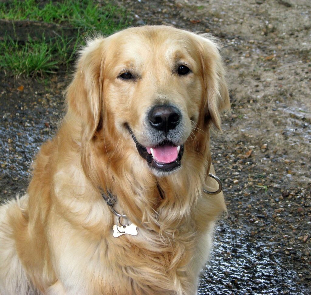 dog, beautiful, golden retriever-220455.jpg