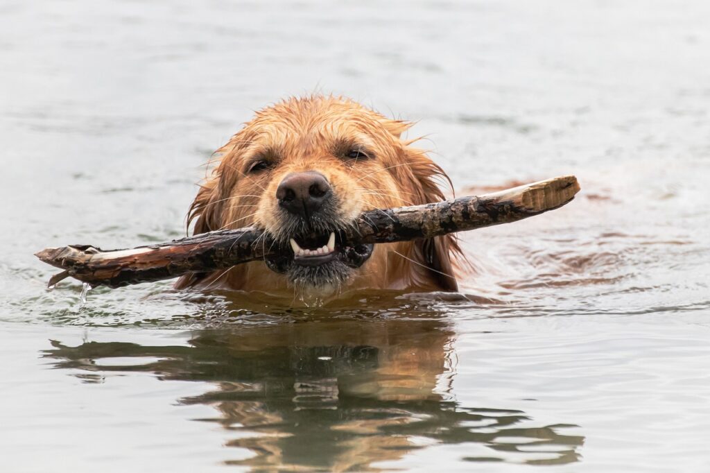 dog, golden retriever, flow-7104086.jpg