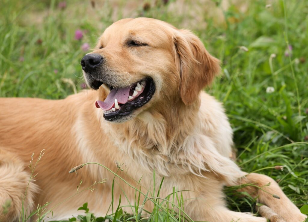 dog, golden retriever, lie-1192029.jpg