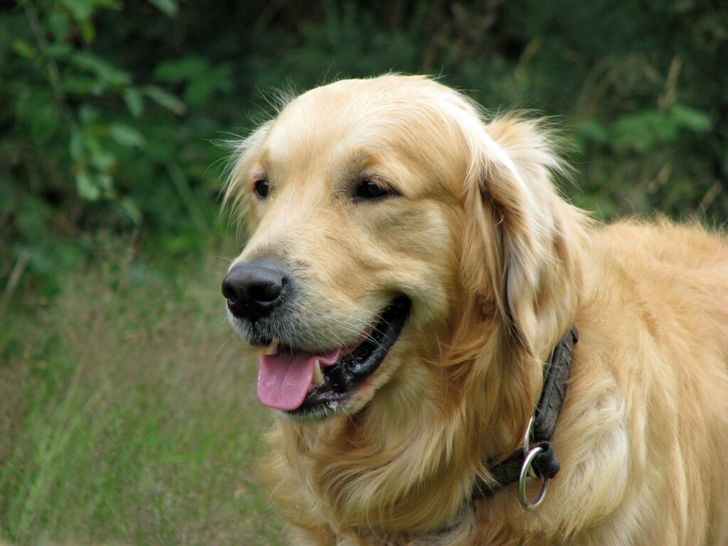 golden retriever, dog, animal-76184.jpg