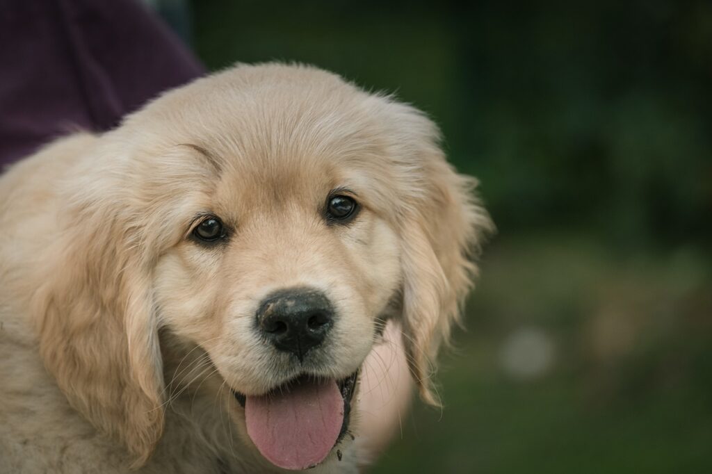 golden retriever, puppy, outdoors-7412806.jpg