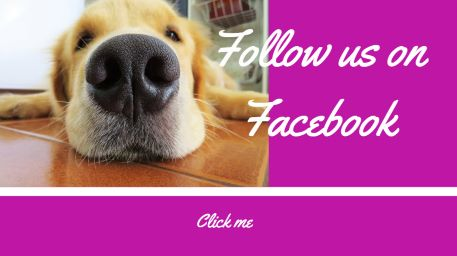 Golden Retriever Facebook Page