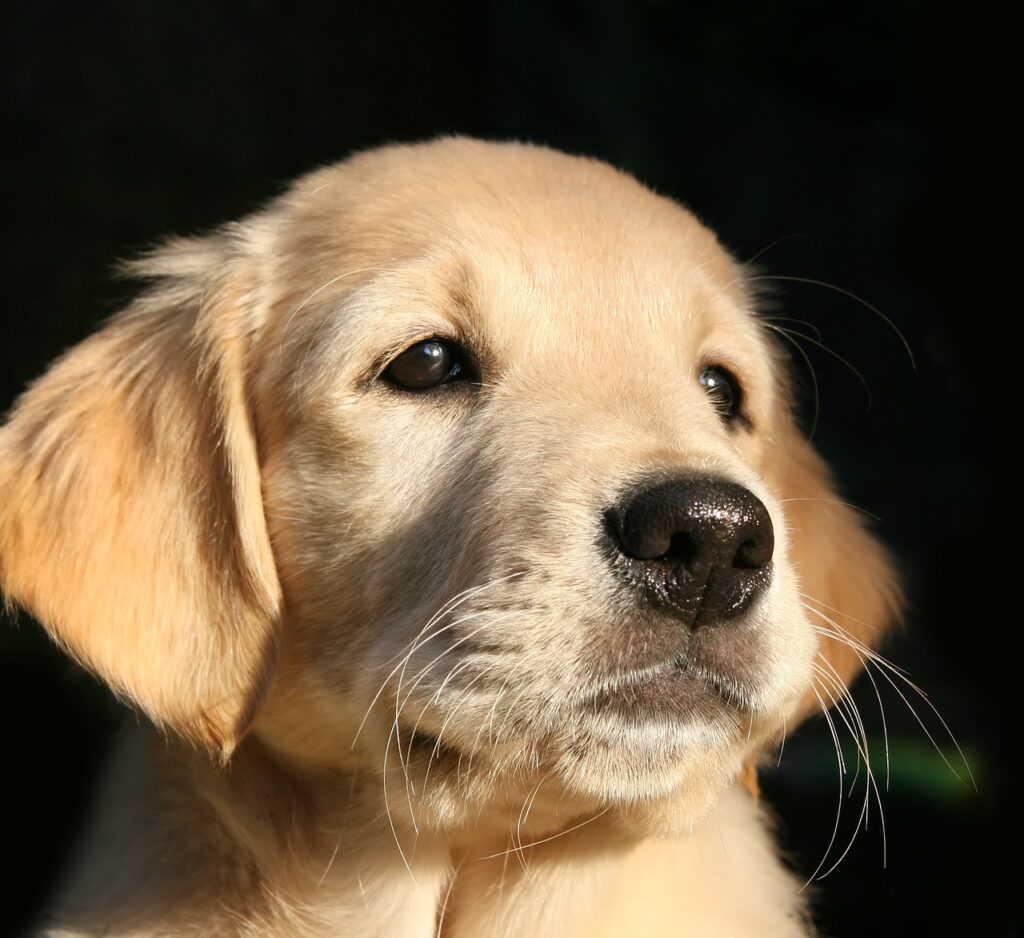 puppy, dog, golden retriever-1187267.jpg