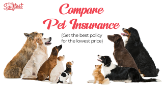 Golden Retriever Pet Insurance